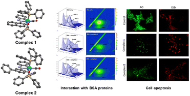 Graphical abstract: Synthesis of Ru(ii) cyclometallated complexes via C(aryl)–S bond activation: X-ray structure, DNA/BSA protein binding and antiproliferative activity