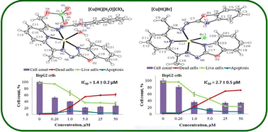 Graphical abstract: Crystal structure and cytotoxic activity of Cu(ii) complexes with bis-benzoxazolylhydrazone of 2,6-diacetylpyridine