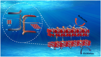 Graphical abstract: Insights into the superior singlet oxygen production for BiVO4/Bi4Ti3O12 S-scheme heterojunction catalysts