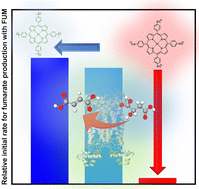 Graphical abstract: Effect of water-soluble zinc porphyrin on the catalytic activity of fumarase for l-malate dehydration to fumarate