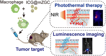 Graphical abstract: Near infrared-emitting persistent luminescence nanoparticles@macrophages as cell-based carriers for precise imaging-guided cancer cell ablation