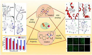 Graphical abstract: DNA/HSA binding and anticancer properties of pendant acetate bearing mono-nuclear Ni(ii) and bridging acetate bearing di-nuclear Cu(ii) Schiff base complexes: an experimental and molecular docking study