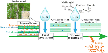 Graphical abstract: Two-step separation of lignin from poplar wood powder using malic acid/choline chloride deep eutectic solvents