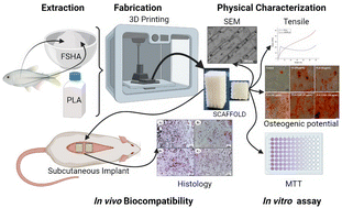 Graphical abstract: Fish scale derived hydroxyapatite incorporated 3D printed PLA scaffold for bone tissue engineering