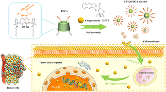 Graphical abstract: Camptothecin-loaded supramolecular nanodelivery system based on amphiphilic calix[4]arene for targeted tumor therapy