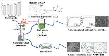 Graphical abstract: Natural deep eutectic solvent extraction of chlorogenic acid from Eucommia leaves: high extractability, stability, antibacterial, and antioxidant activity