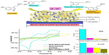 Graphical abstract: A sulfonated graphene supported nano copper MoS2 network for non-enzymatic simultaneous sensing of dopamine and serotonin