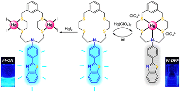 Graphical abstract: A benzothiazole-coupled NS4-donor macrocycle and its complexation-based dual-channel sensing for Hg2+: the influence of anions and structure–function relationship