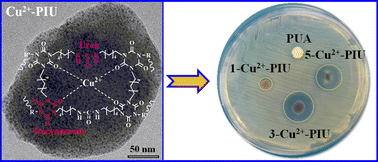 Graphical abstract: In situ copper-ion catalyzed synthesis of copper containing poly(isocyanurate-urea) xerogels with antibacterial activity and biocompatibility for biomedical applications