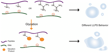 Graphical abstract: Glycation regulates phase separation by attenuating electrostatic interactions and increasing hydrophobic interactions