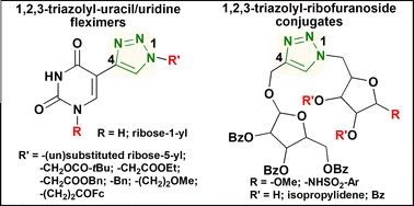 Graphical abstract: 1,2,3-Triazole-containing flex-nucleoside analogs and sulfonamido-ribofuranoside conjugates: design, synthesis, and antiproliferative potential