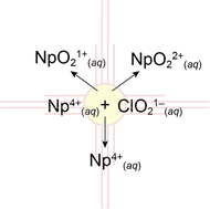 Graphical abstract: Electron transfer between neptunium and sodium chlorite in acidic chloride media