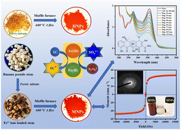 Graphical abstract: Green synthesis of superparamagnetic maghemite nanoparticles using banana pseudo-stem: a reusable heterogeneous catalyst for Fenton-like degradation of tetracycline antibiotics