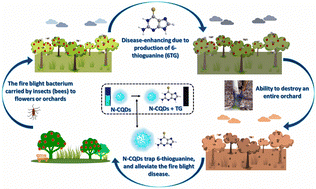 Graphical abstract: Exigent carbon nanodots for trapping 6-thioguanine to resist fire blight caused by Erwinia amylovora in an orchard