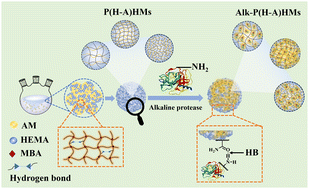 Graphical abstract: Synthesis of hydrogel microspheres with tunable pore size and their application in alkaline protease immobilization