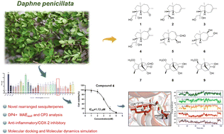 Graphical abstract: Nine undescribed sesquiterpenoids from the aerial parts of Daphne penicillata: cyclooxygenase-2 inhibition, molecular docking, and molecular dynamics studies
