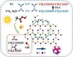 Graphical abstract: Photocatalysis enhancement and Cl− boosting mechanisms of peracetic acid-based advanced oxidation processes for antibiotic removal by using HOF-Cu-g-C3N4