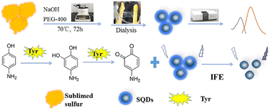Graphical abstract: Assembly-fission synthesized fluorescent sulfur quantum dots combined with tyrosinase catalytic oxidation for selective detection of p-aminophenol in water samples