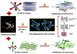 Graphical abstract: In vitro retardation and modulation of human insulin amyloid fibrillation by Fe3+ and Cu2+ ions