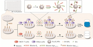 Graphical abstract: Dual-aptamer-based colorimetric assay for the accurate identification of circulating tumor cells via Fe3O4@Pt NP nanozymes and G-quadruplex/hemin for signal amplification