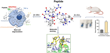 Graphical abstract: Exogenous analogues of substance P trigger pseudo-allergic reactions through activation of MRGPRX2