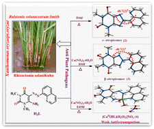 Graphical abstract: Atropisomers and a copper(ii) complex derived from 1,3-dimethyl-5-(8′-quinolinylazo)-6-aminouracil: structures, magnetism and biological properties