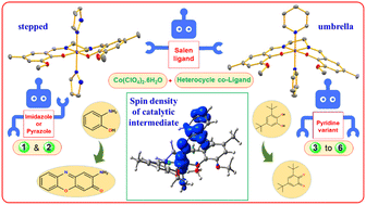 Graphical abstract: Insight into the conformational selectivity of cobalt(iii) complexes with a tetradentate salen-type Schiff base ligand and their biorelevant catalysis: a combined experimental and theoretical study