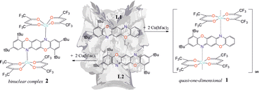 Graphical abstract: Field-assisted slow relaxation of magnetization in Cu(ii) complexes with pentaheterocyclic triphenodioxazine ligands: the quasi-one-dimensional versus the binuclear case