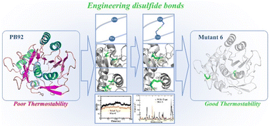Graphical abstract: Molecular dynamics studies of disulfide bonds for enhancing the stability of serine protease PB92