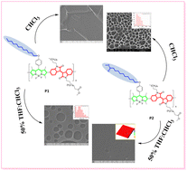 Graphical abstract: Solvatochromism and side chain effects on the morphological behavior of bodipy-alt-i-Indigo copolymers