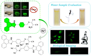 Graphical abstract: A specific amino-based fluorescent probe for mercury ion detection in water samples, cells, and zebrafish