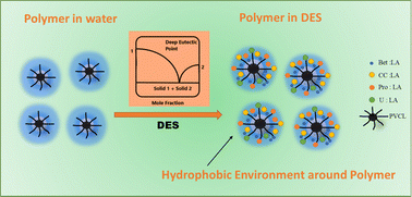 Graphical abstract: The hydrophobic collapse of thermoresponsive polymer poly(N-vinyl caprolactam): a new class of biocompatible solvents