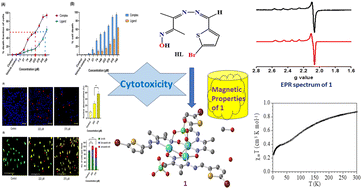 Graphical abstract: Design, synthesis and structure of a trinuclear copper(ii) complex having a Cu3OH core with regard to aspects of antiproliferative activity and magnetic properties