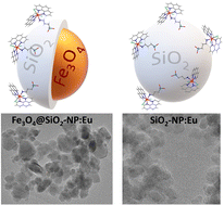 Graphical abstract: Biocompatible fluorescent europium(iii) magnetic nanoparticles