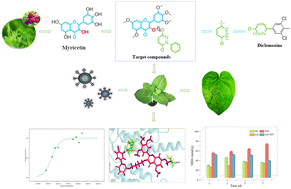 Graphical abstract: Design, synthesis, and antiviral activities of myricetin derivatives containing pyridazinone