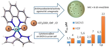 Graphical abstract: Research of the influence of anions in complexes [CuPhen(Hpz)2X2] (X = CF3COO−, Otf−, Cl−) on the structure and bioactivity