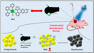 Graphical abstract: Ruthenium terpyridine complexes based on dppz ligands as photodynamic antimicrobial agents against Staphylococcus aureus