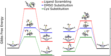 Graphical abstract: Unraveling ligand exchange reactions in linear neutral Au(i) and Cu(i) N-heterocyclic carbene complexes for biological applications