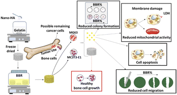 Graphical abstract: Design and synthesis of berberine loaded nano-hydroxyapatite/gelatin scaffold for bone cancer treatment