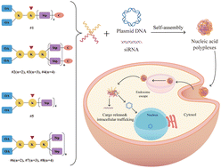 Graphical abstract: Tuning the charge density and crosslinking of precise amphiphilic oligo(ethanamino)amides for efficient and biocompatible gene delivery