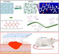 Graphical abstract: Shikonin delivery strategy through alkali-crosslinked polyvinyl alcohol hydrogel promotes effective wound healing