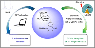 Graphical abstract: Synthesis, conformational analysis and GalNAc–lectin interactions of a constrained C-glycoside analogue of the TN antigen