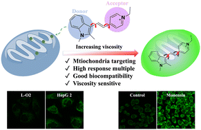 Graphical abstract: A mitochondria-targeted fluorescent probe with viscosity sensitivity to distinguish between normal and cancer cells