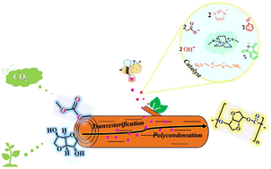 Graphical abstract: Preparation of dual active site ionic liquids and their application in the catalytic synthesis of poly(isosorbide carbonates)