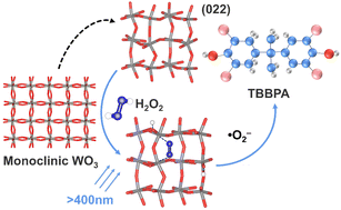 Graphical abstract: Structure induced activity enhancement of tungsten oxide for tetrabromobisphenol A photodegradation under visible light illumination