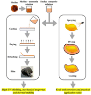 Graphical abstract: High UV shielding and mechanical properties of shellac composite film for fruit packaging
