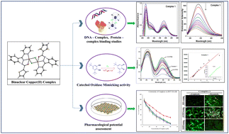 Graphical abstract: Investigation on chloro-bridged binuclear copper(ii) complexes as potent metallodrug candidates against colon cancer via chemical and biological assessments