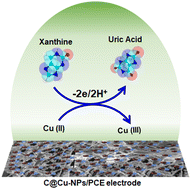 Graphical abstract: C-entrapped Cu nanoparticles-infused polyaniline-modified cellulose nanofibers for the precise monitoring of xanthine in urine samples