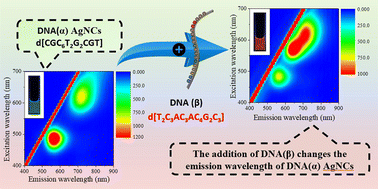 Graphical abstract: Validating the reconstruction of DNA silver nanoclusters induced by different DNA sequence via HPLC and exploring the optical properties of reconstructed DNA silver nanoclusters