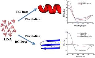 Graphical abstract: Chiral carbon dots: a smart choice for inhibition of human serum albumin fibrillation